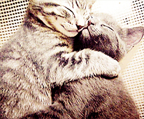 cat-cuddle_v1